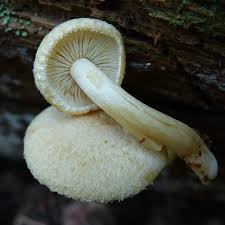 Attēlu rezultāti vaicājumam “Cinereomyces lindbladii”