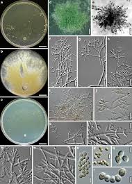 Attēlu rezultāti vaicājumam “Hypocrea gelatinosa”
