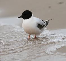 Attēlu rezultāti vaicājumam “Larus minutus adult”