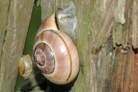 Attēlu rezultāti vaicājumam “Cepaea nemoralis”