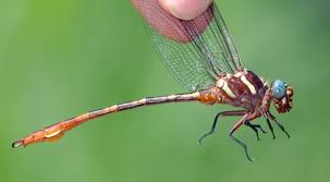 Attēlu rezultāti vaicājumam “Gomphidae”