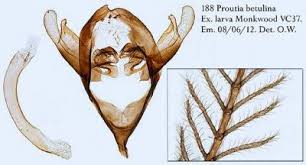 Attēlu rezultāti vaicājumam “Proutia betulina larva”