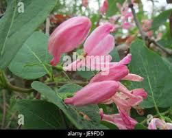 Attēlu rezultāti vaicājumam “Lonicera tatarica flower”