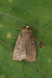 Attēlu rezultāti vaicājumam “Amphipyra”