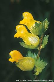 Attēlu rezultāti vaicājumam “Rhinanthus serotinus”