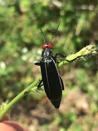 Attēlu rezultāti vaicājumam “Meloidae”