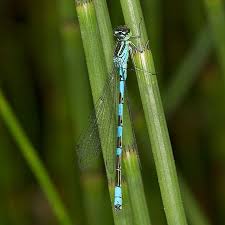 Attēlu rezultāti vaicājumam “Coenagrion hastulatum”