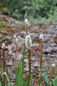 Attēlu rezultāti vaicājumam “Bistorta vivipara flower”