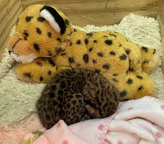 Image result for Essex Leopards