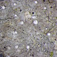 Attēlu rezultāti vaicājumam “Lecanactis abietina”