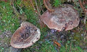 Attēlu rezultāti vaicājumam “Hydnellum aurantiacum”