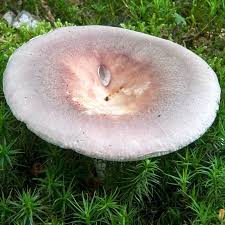 Attēlu rezultāti vaicājumam “Russula vesca”