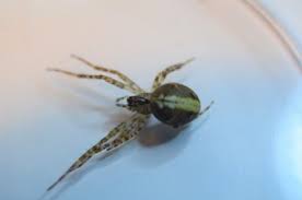 Attēlu rezultāti vaicājumam “Metellina merianae”