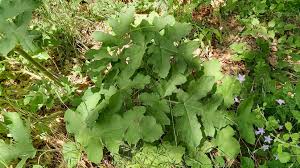 Attēlu rezultāti vaicājumam “Heracleum sphondylium subsp. sibiricum”