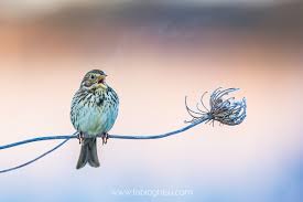 Image result for Emberiza calandra