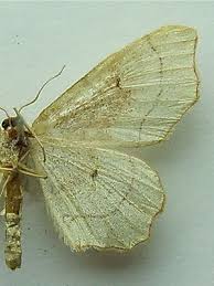 Attēlu rezultāti vaicājumam “Idaea emarginata”