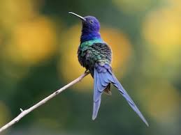 Attēlu rezultāti vaicājumam “Euura acutifoliae”