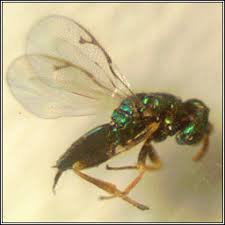 Attēlu rezultāti vaicājumam “Rabdophaga heterobia”