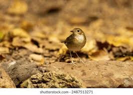 Image result for Luscinia cyane