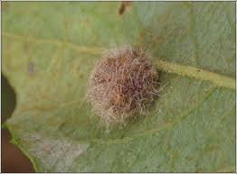 Attēlu rezultāti vaicājumam “Euura brevicornis”