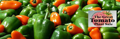 Afbeeldingsresultaat voor topepo giallo sweet pepper