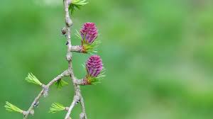 Attēlu rezultāti vaicājumam “Larix decidua flower”