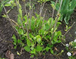 Attēlu rezultāti vaicājumam “Hydrangea arborescens subsp. discolor”