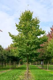 Attēlu rezultāti vaicājumam “Triphragmium ulmariae”