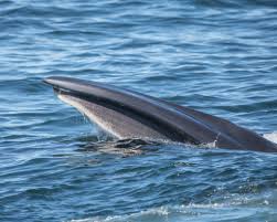 Image result for Balaenoptera borealis