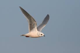 Image result for Rhodostethia rosea