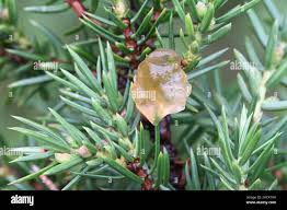 Attēlu rezultāti vaicājumam “Gymnosporangium cornutum”