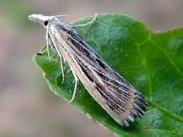 Attēlu rezultāti vaicājumam “Pediasia fascelinella”