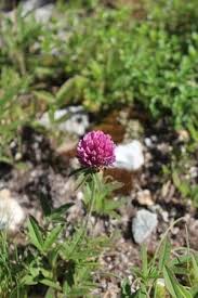 Attēlu rezultāti vaicājumam “Trifolium alpestre”
