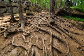 Image result for Красноярские Столбы