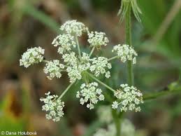 Attēlu rezultāti vaicājumam “Laserpitium pruthenicum”