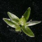 Attēlu rezultāti vaicājumam “Stellaria pallida”