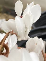 Attēlu rezultāti vaicājumam “Cyclamen hederifolium”