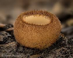 Attēlu rezultāti vaicājumam “Hyaloscypha hyalina”