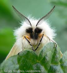 Attēlu rezultāti vaicājumam “Diaphora mendica”