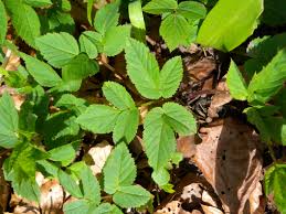 Attēlu rezultāti vaicājumam “Aegopodium podagraria leaf”