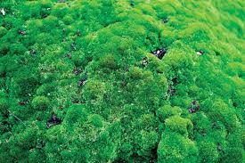 Image result for mars trees