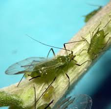 Attēlu rezultāti vaicājumam “Uroleucon cirsii”