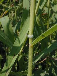 Attēlu rezultāti vaicājumam “Leersia oryzoides”