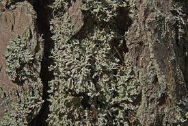 Attēlu rezultāti vaicājumam “Hypogymnia tubulosa”