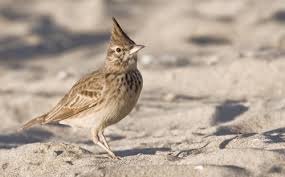 Attēlu rezultāti vaicājumam “Galerida cristata adult”