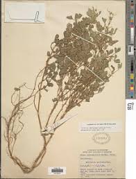 Attēlu rezultāti vaicājumam “Melilotus wolgicus”