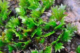 Attēlu rezultāti vaicājumam “Fissidens adianthoides”