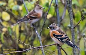 Image result for Fringilla montifringilla