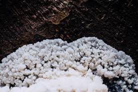 Attēlu rezultāti vaicājumam “Brefeldia maxima plasmodium”