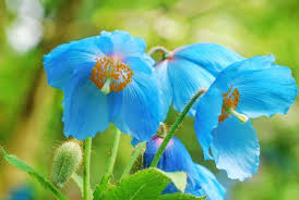 Image result for Meconopsis betonicifolia
